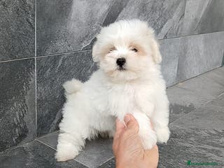 Bichón Maltés perros Bichon maltés - Anuncio 9