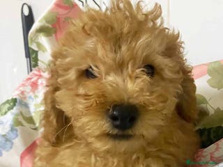 Caniche Mediano perros Caniche Macho de Camila y Can 5881 AQUANATURA en Barcelona - Anuncio 5