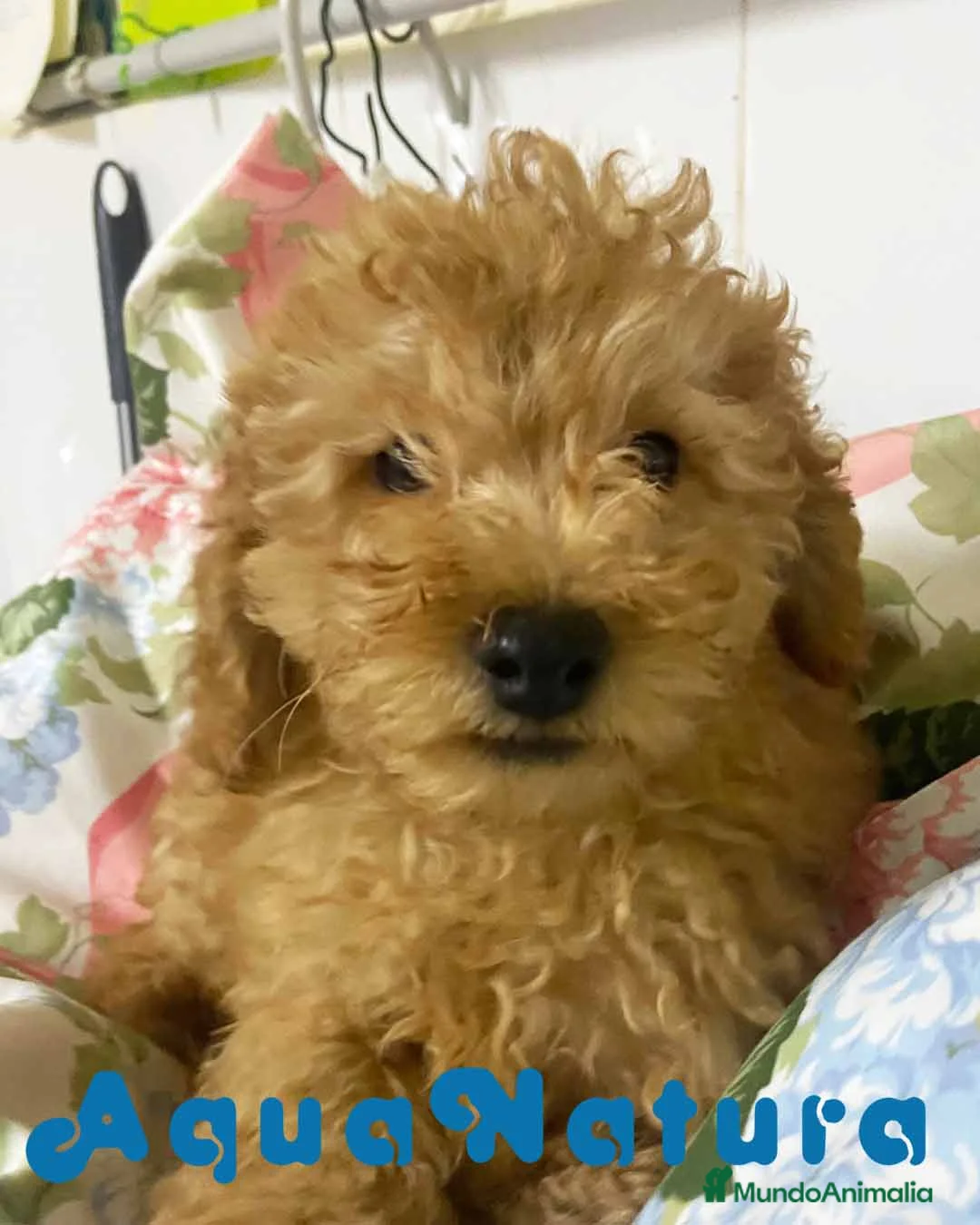 Caniche Mediano perros en venta: Caniche Macho de Camila y Can 5881 AQUANATURA en Barcelona - Anuncio 1