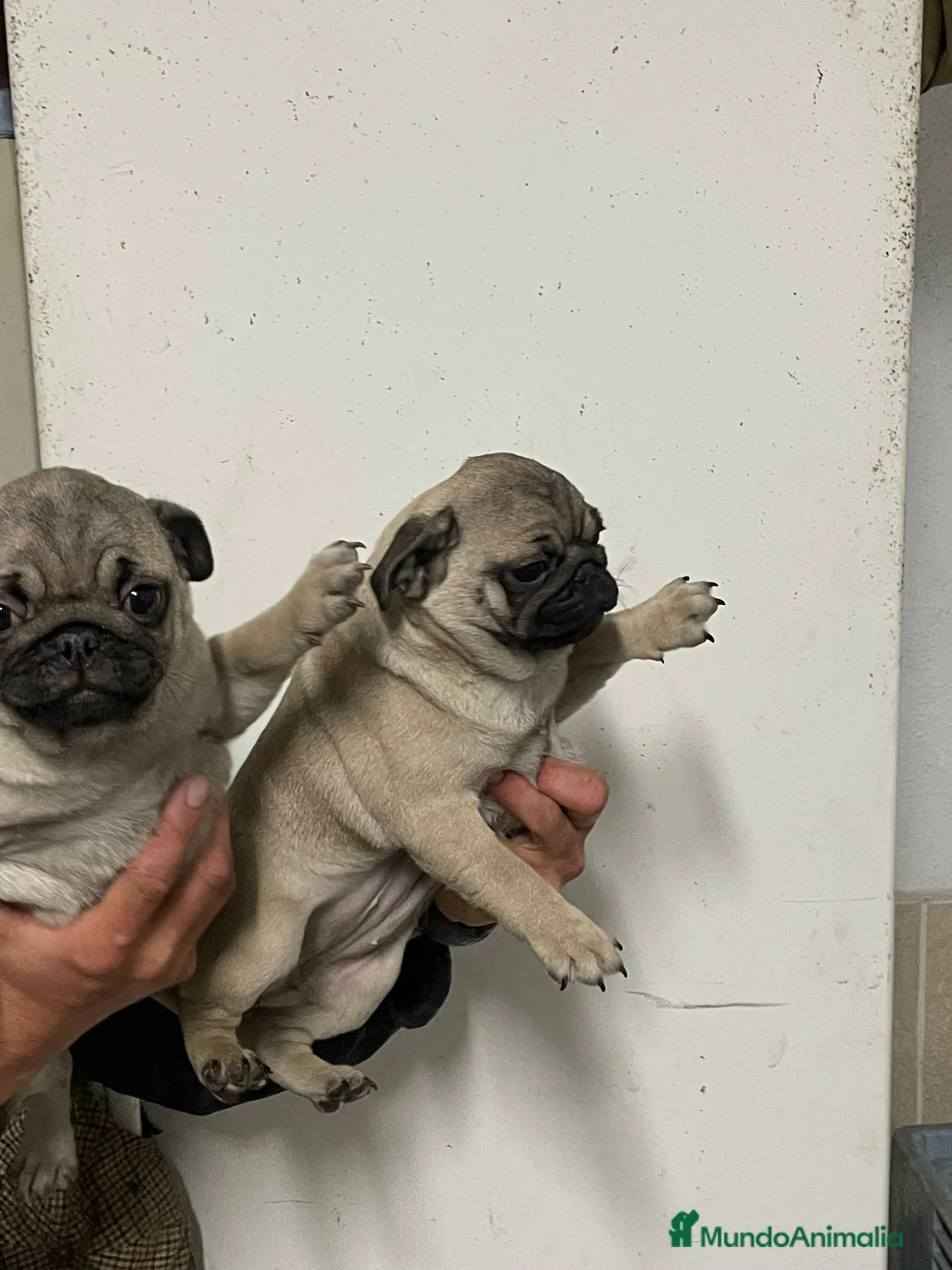 Carlino - Pug perros en venta: Preciosa camada de Carlino en Madrid - Anuncio 4