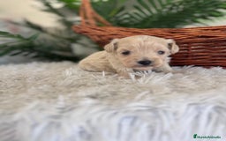 Maltipoo perros en venta: MALTIPOO MACHO - Imagen 38