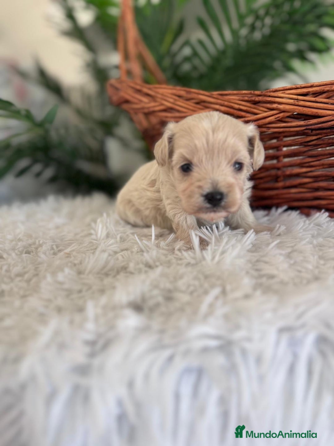 Maltipoo perros en venta: MALTIPOO MACHO - Imagen 38