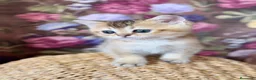 Británico de Pelo Corto gatos en venta: Británico gatitos - Anuncio 8