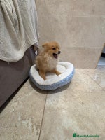 Pomerania perros Oportunidad Pomerania - Anuncio 5