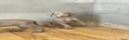 Weimaraner perros en venta: CACHORROS DE BRACO DE WEIMAR - Anuncio 3