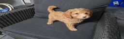 Caniche Toy perros en venta: 🐩  Cachorros Caniche Toy  🐾 - Anuncio 9