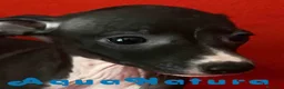 Pequeño Lebrel Italiano perros en venta: Lebrel Italiano Hembra 6224 de BN- AQUANATURA en Barcelona - Anuncio 4