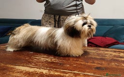 Shih Tzu perros en venta: Shih Tzu de Mumbrafer  - Imagen 7