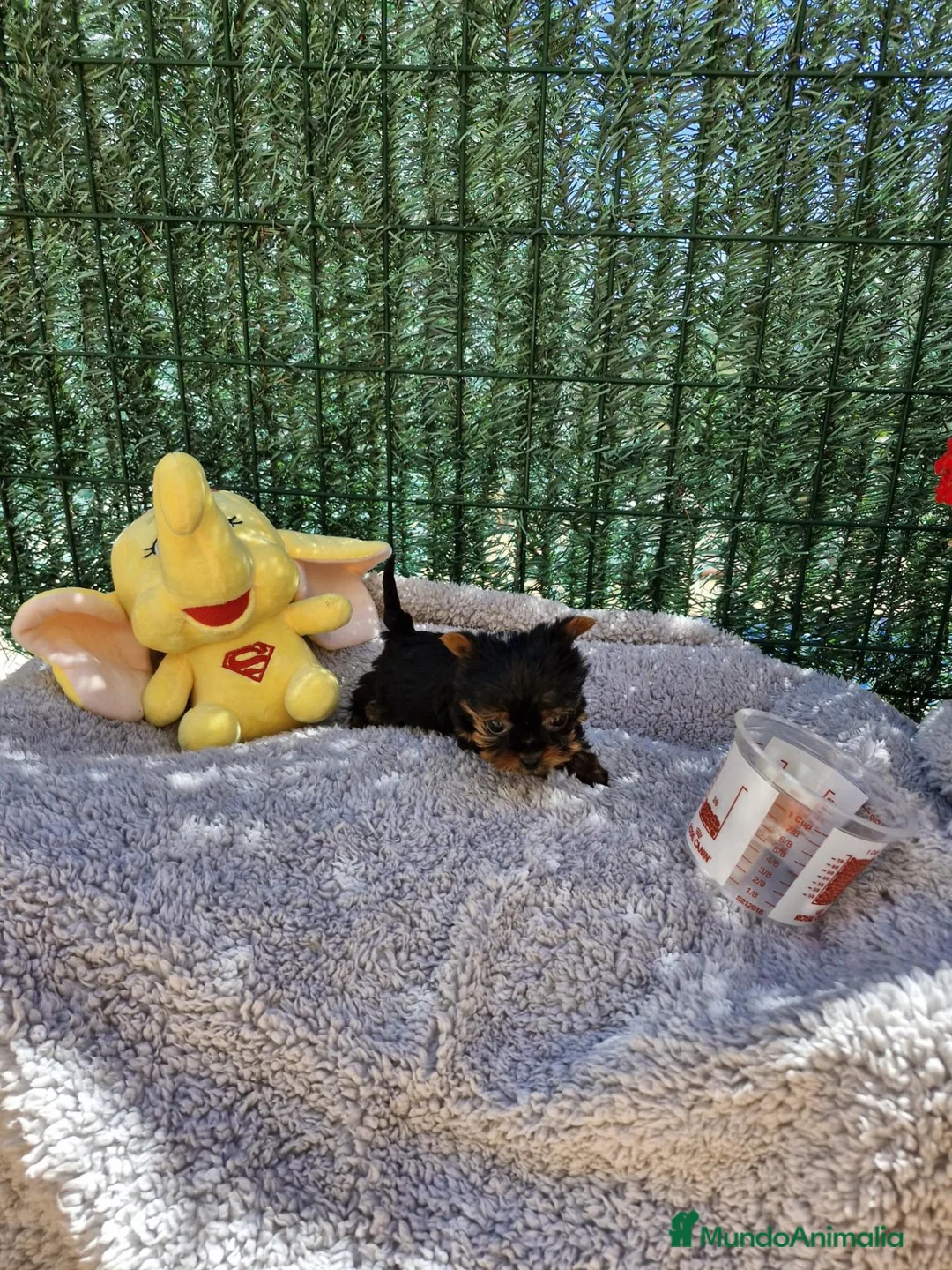 Yorkshire Terrier perros en venta: Yorkshire  - Anuncio 10