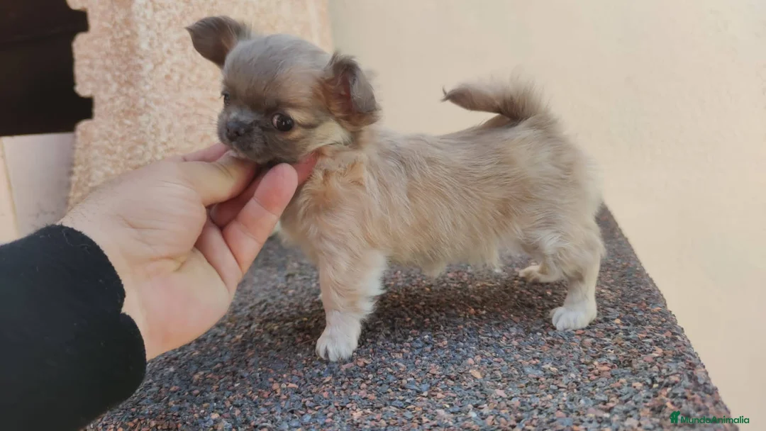 Imagen de galería {{count}}