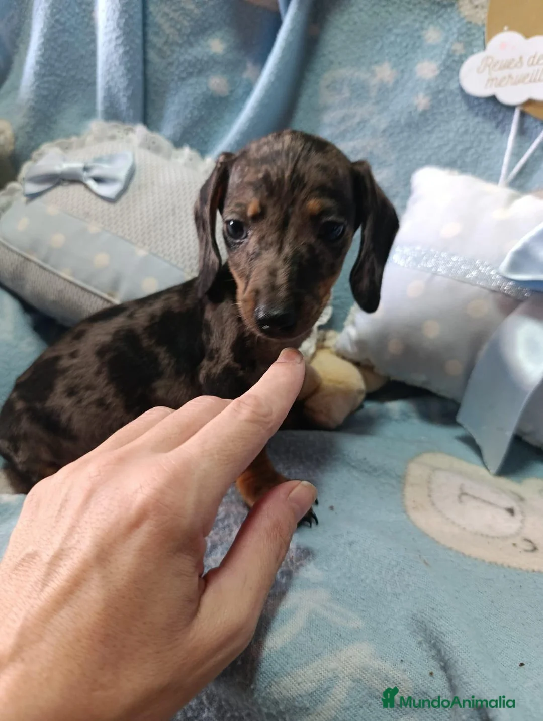 Teckel Miniatura perros en venta: ‼️‼️Disponibles hembritas de teckel kaninchen - Anuncio 4