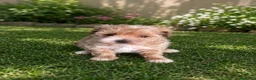 Maltipoo perros en venta: PRECIOSA MALTIPOO MINI - Anuncio 2