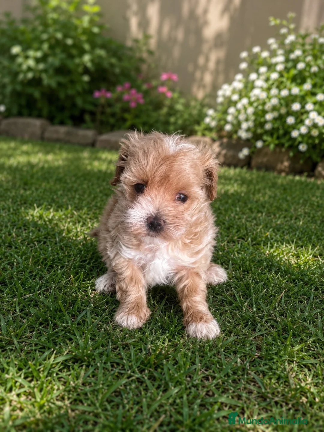 Maltipoo perros en venta: PRECIOSA MALTIPOO MINI - Anuncio 2
