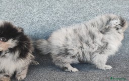 Pomerania perros en venta: POMERANIA MERLE - Anuncio 7