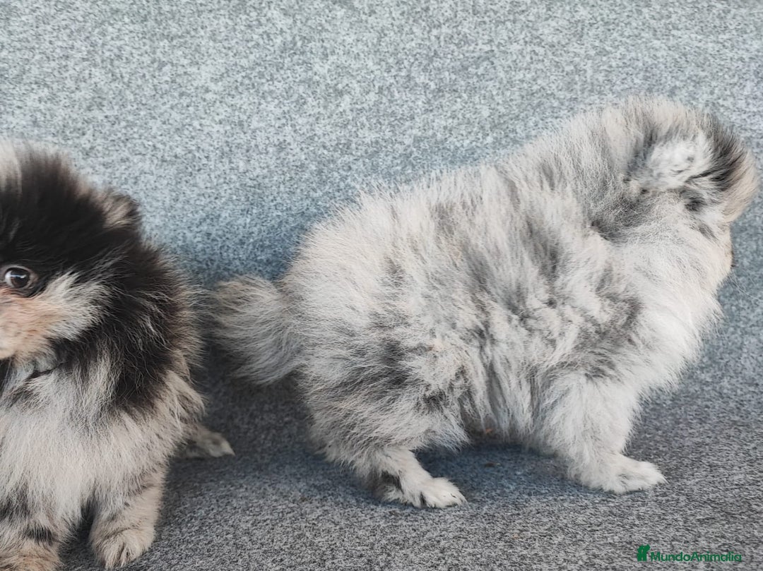 Pomerania perros en venta: POMERANIA MERLE - Anuncio 7