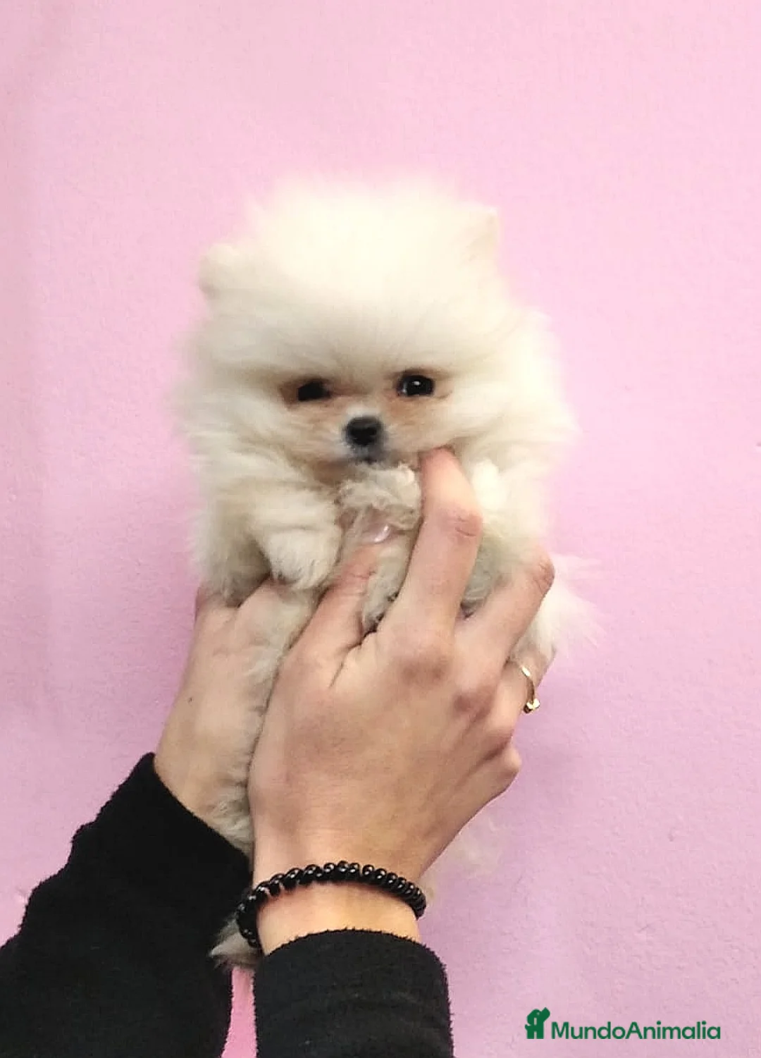 Pomerania perros en venta: Lulú de Pomerania - Anuncio 1