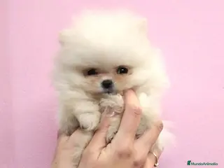 Pomerania perros Lulú de Pomerania - Anuncio 2