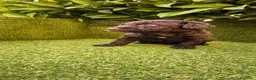 Perro de Agua Español perros en venta: perro agua hembra chocolate  - Anuncio 8