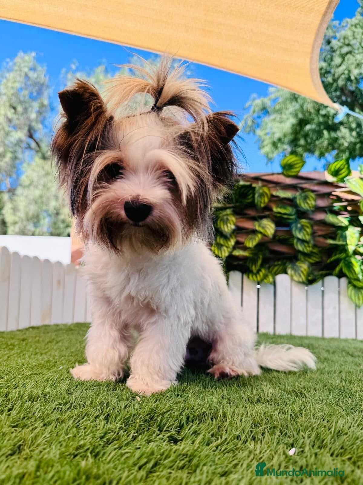 Yorkshire Terrier perros CAMADA YORKSHIRE BIEWER-HEMBRAS - Anuncio 1