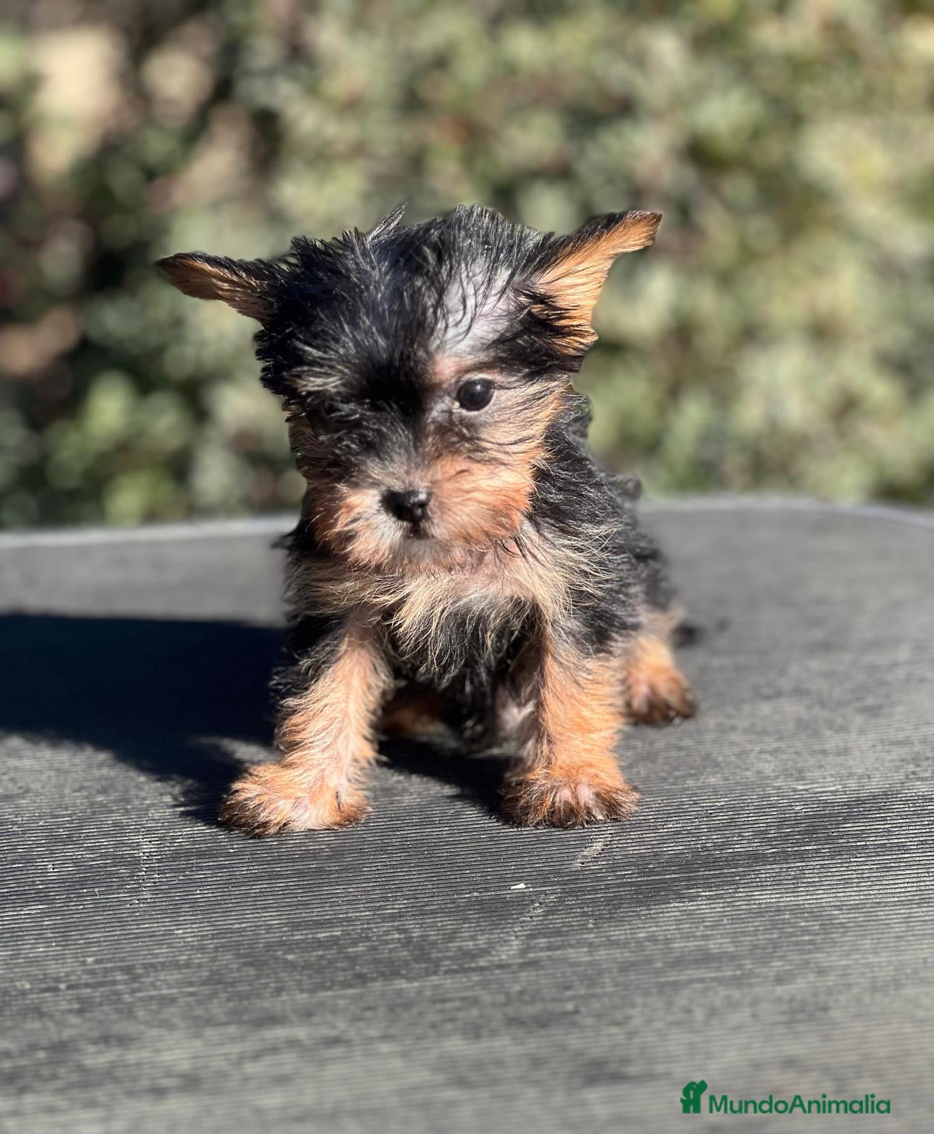 Yorkshire Terrier perros YORKI TOY MACHO DISPONIBLE en Barcelona - Anuncio 2