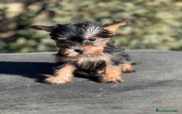 Yorkshire Terrier perros en venta: YORKI TOY MACHO DISPONIBLE en Barcelona - Imagen 2