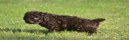 Perro de Agua Español perros en venta: PERRO DE AGUA  - Anuncio 9