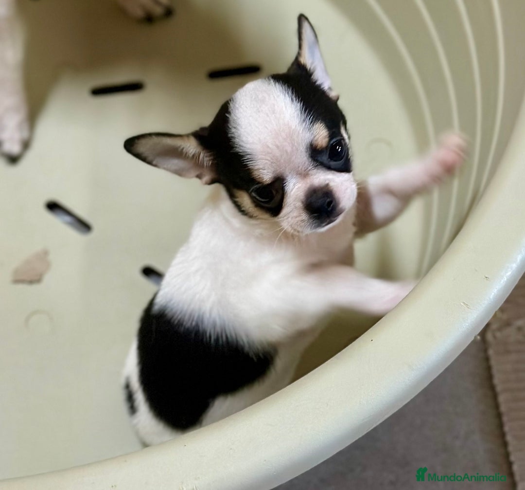 Chihuahua perros en venta: CHIHUAHUA LÍNEA RUSA TRICOLOR MACHO - Imagen 2