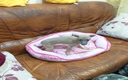 Pequeño Lebrel Italiano perros en venta: PICCOLO LEBREL ISABELINO - Anuncio 6