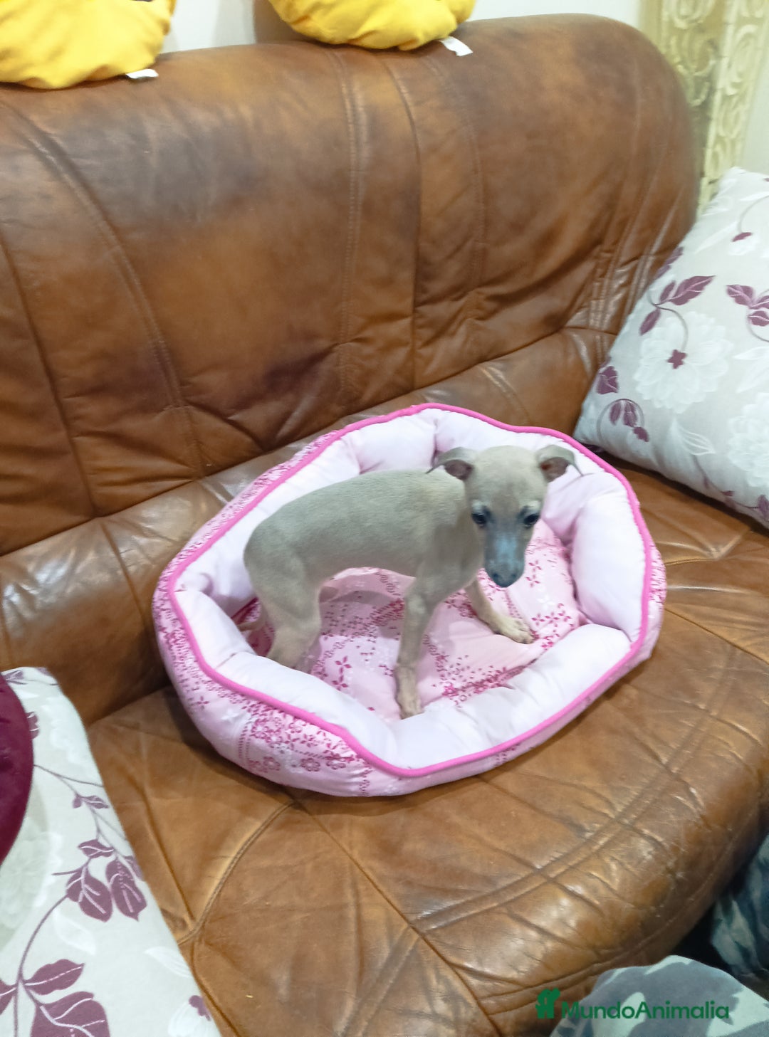 Pequeño Lebrel Italiano perros en venta: PICCOLO LEBREL ISABELINO - Anuncio 6