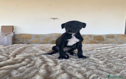 Galgo Español perros en venta: Galgo español hembras - Imagen 8