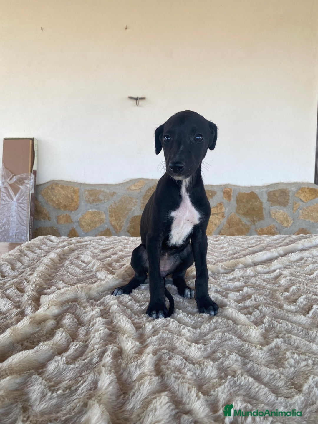 Galgo Español perros en venta: Galgo español hembras - Imagen 8