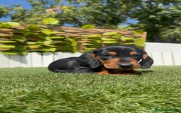 Teckel Miniatura perros en venta: TECKEL MINIATURA - Imagen 1