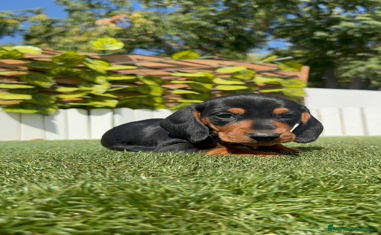 Teckel Miniatura perros - Anuncio 5