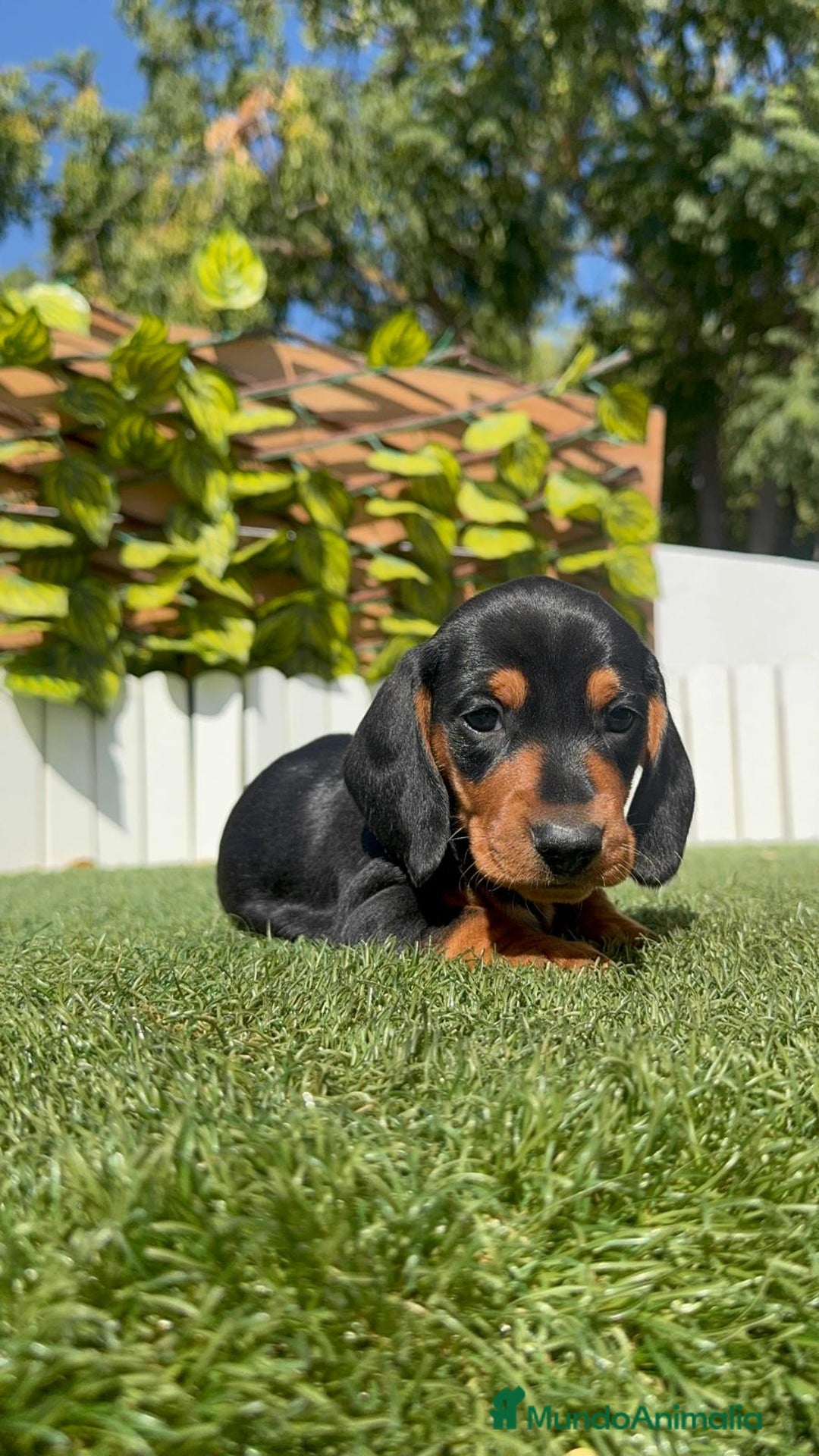 Teckel Miniatura perros en venta: TECKEL MINIATURA - Imagen 1