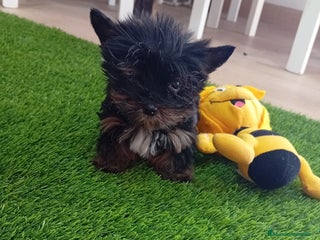 Yorkshire Terrier perros - Anuncio 8