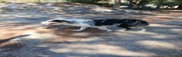 Pastor Australiano perros en venta: PASTOR AUSTRALIANO  - Anuncio 7