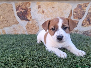 Jack Russell Terrier perros Jack Russell juguetones bicolor - Anuncio 2