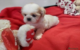 Shih Tzu perros en venta: SHIH TZU HEMBRA CALIDAD Y SELECCIÓN  - Imagen 5