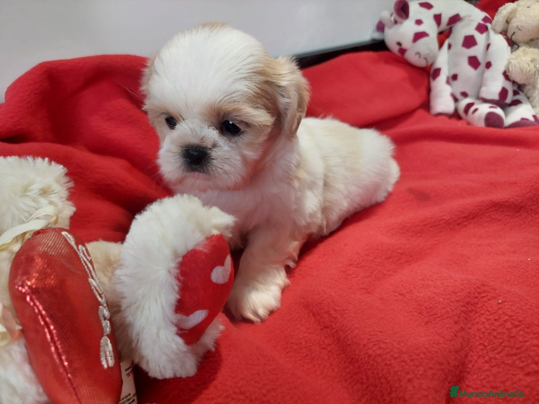 Shih Tzu perros en venta: SHIH TZU HEMBRA CALIDAD Y SELECCIÓN  - Imagen 5