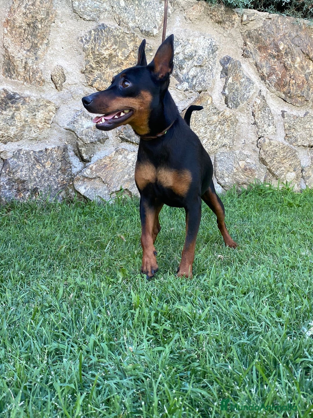 Pinscher Miniatura perros en venta: Pinscher adulto - Imagen 3