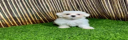 Bichón Maltés perros en venta: BICHON MALTES  - Anuncio 4