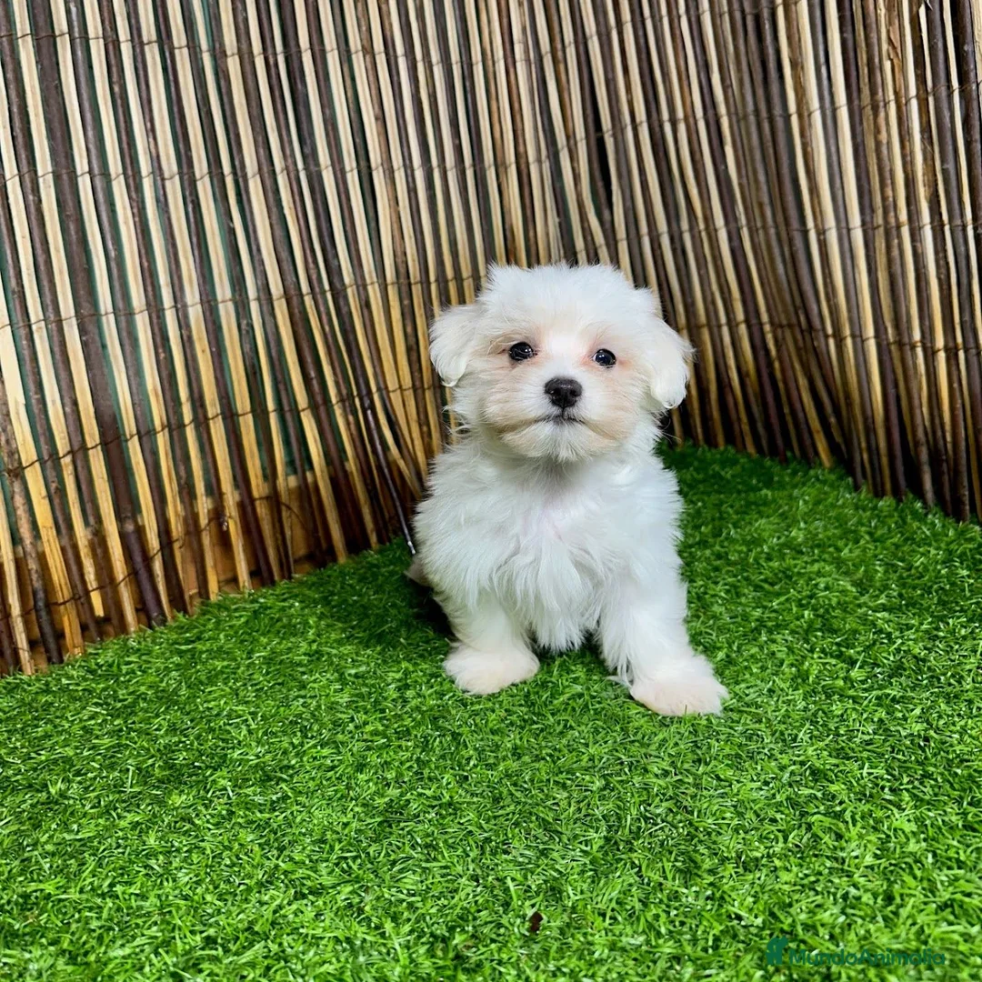 Bichón Maltés perros en venta: BICHON MALTES  - Anuncio 4