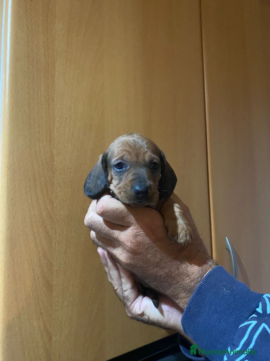 Teckel Miniatura perros en venta: Teckel kanichen - Anuncio 3