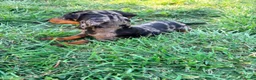 Teckel Miniatura perros en venta: Teckel miniatura  - Anuncio 4