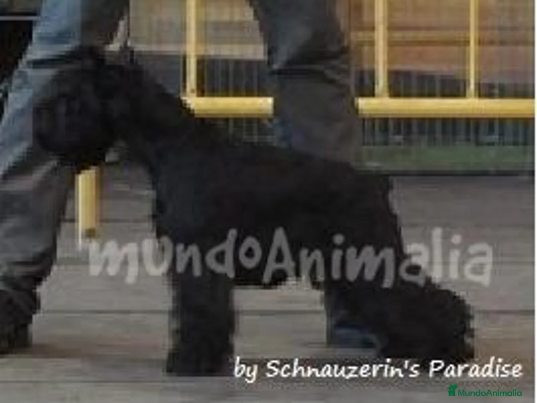 Imagen de galería {{count}}