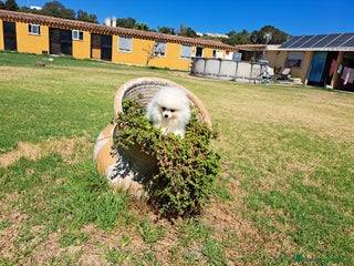 Pomerania perros - Anuncio 30