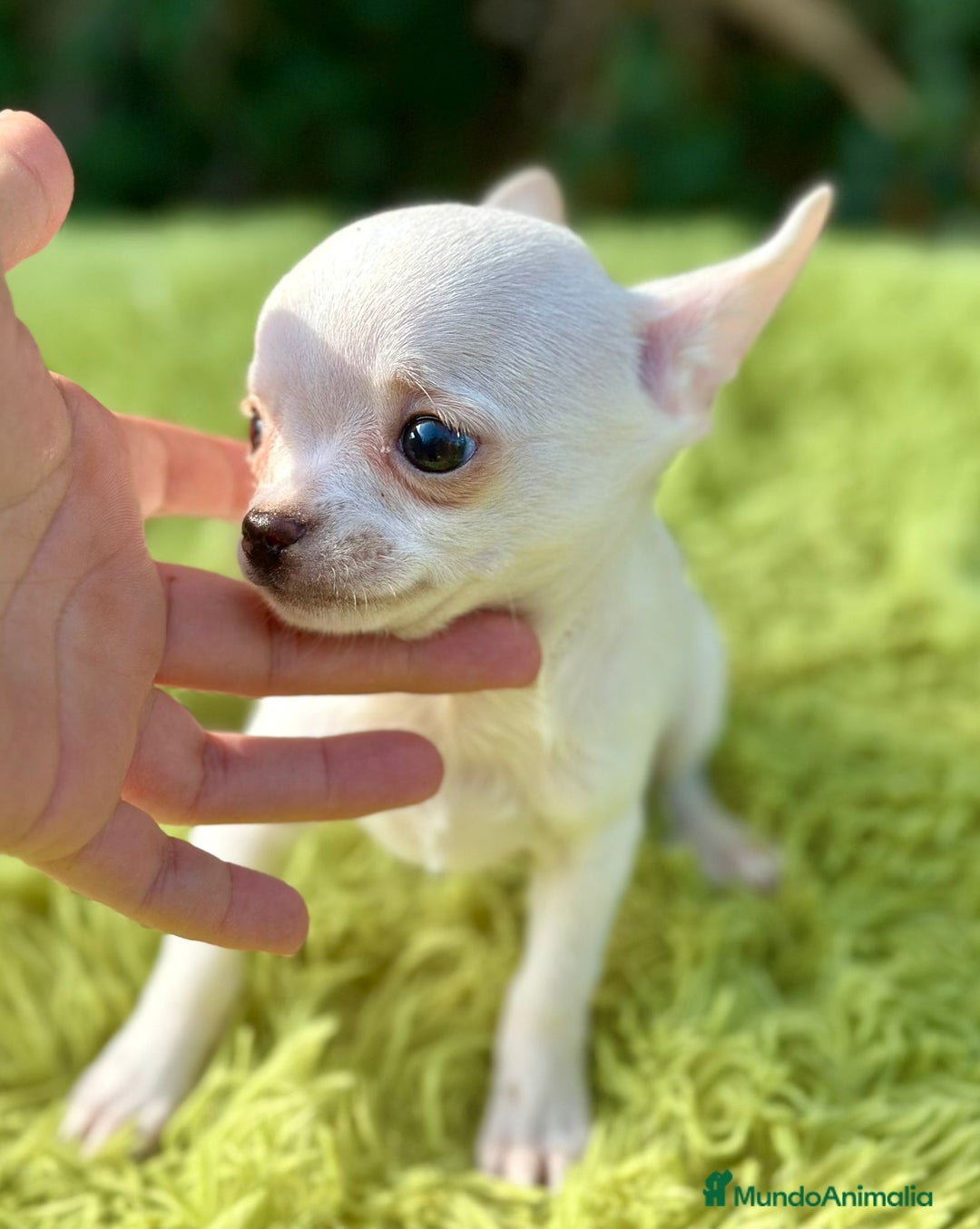 Chihuahua perros en venta: Chihuahua mscho minitoy  - Imagen 5