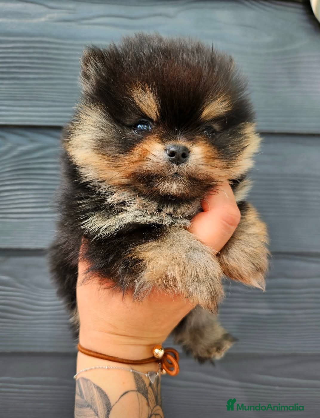 Pomerania perros ‼️POMERANIA AMERICANO TAMAÑO TOY  - Anuncio 1