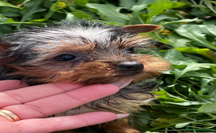 Yorkshire Terrier perros en Barcelona - Propaganda 3