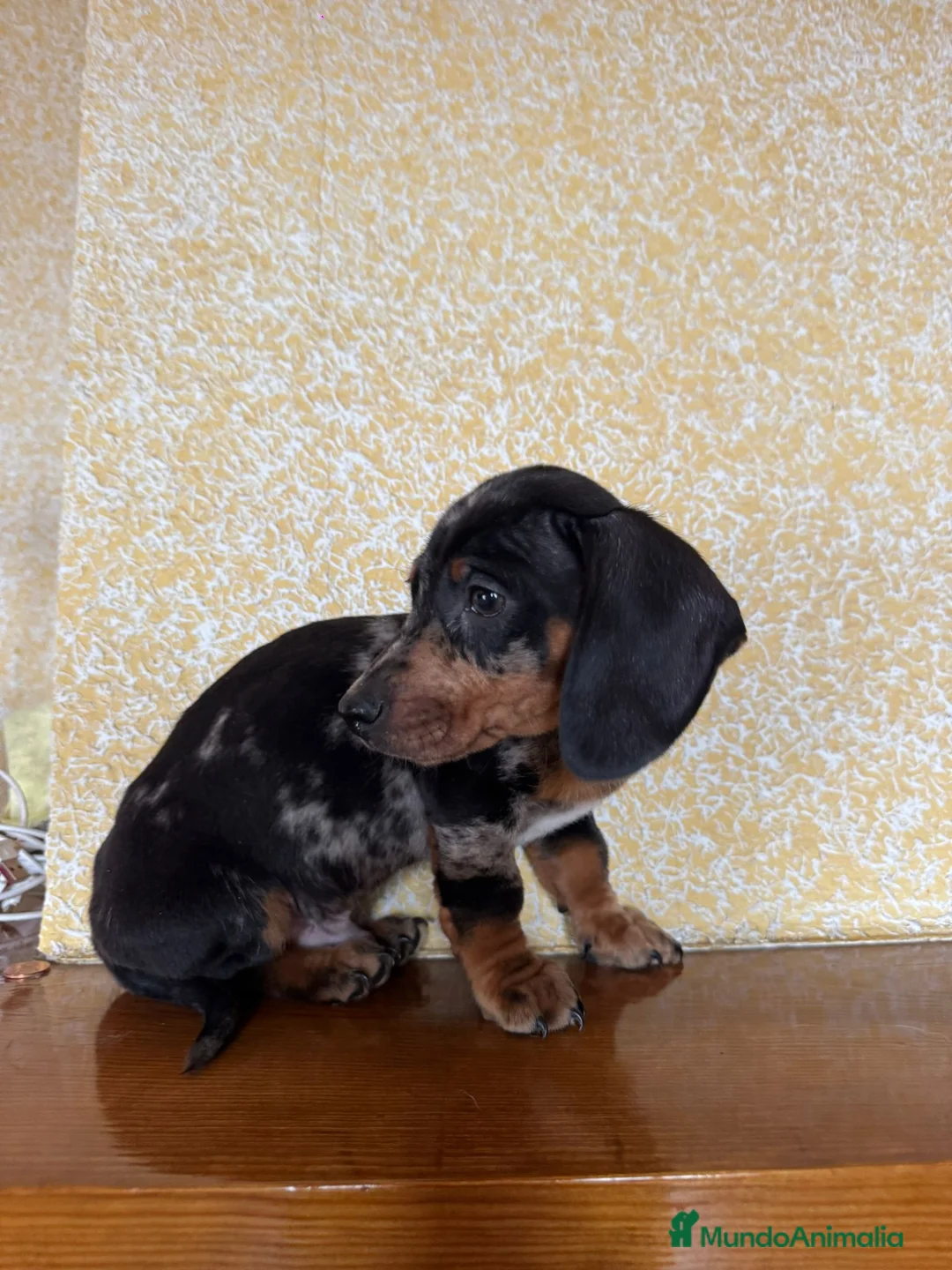 Teckel Miniatura perros en venta: Teckel Mini arlequín  - Anuncio 5